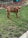 adoptable Dog in Rochester, NY named Bella- courtesy