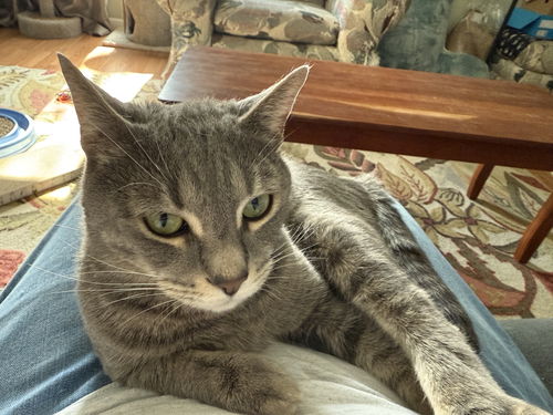 picture of the cat needing adoption