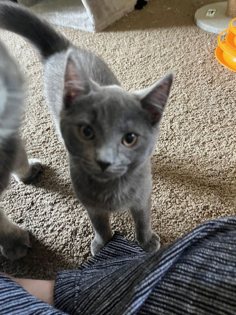 adoptable Cat in Rochester, NY named Hazey