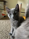 adoptable Cat in Rochester, NY named Bluey