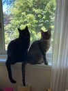 adoptable Cat in Rochester, NY named Oliver & Daisy- bonded pair