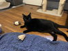 adoptable Cat in , NY named Mr. Xavier