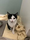 adoptable Cat in , NY named Josephine