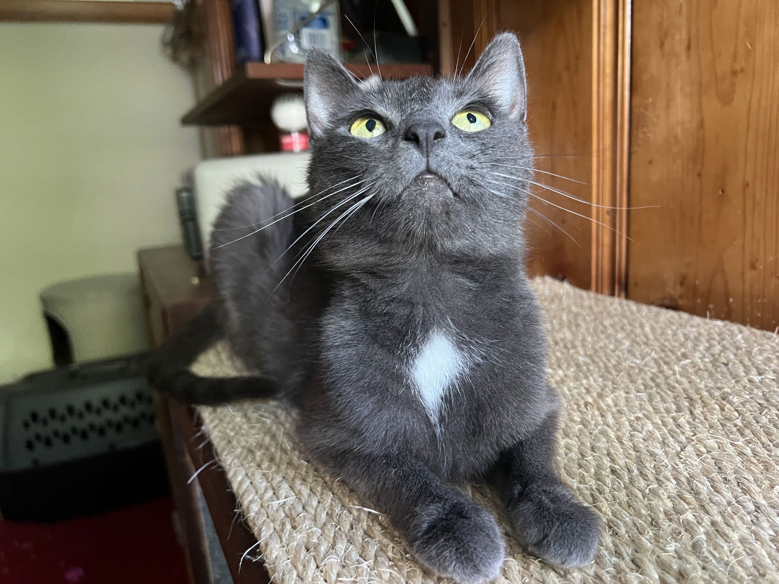 adoptable Cat in Rochester, NY named Lilith