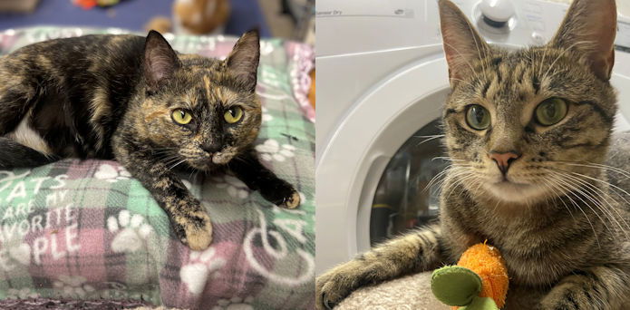 adoptable Cat in Rochester, NY named Kandi & Kane- bonded pair