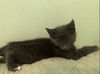 adoptable Cat in , NY named Rayne