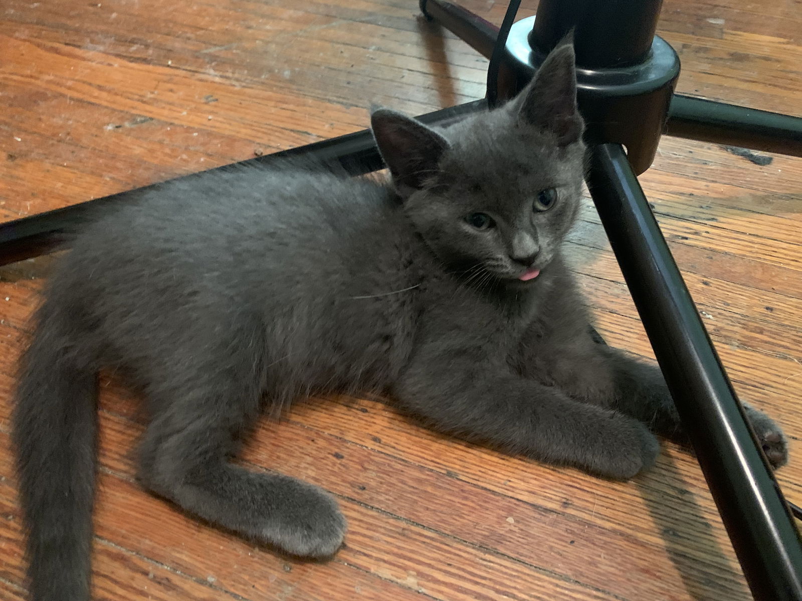 adoptable Cat in Rochester, NY named Thunder