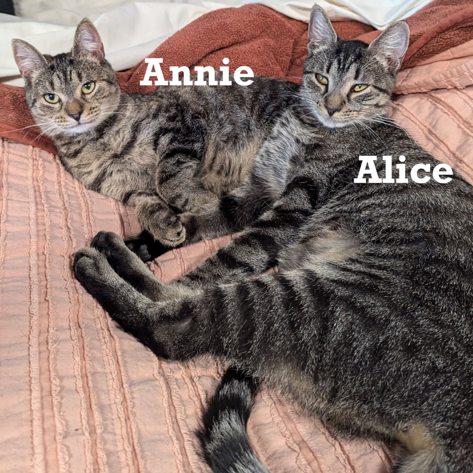 adoptable Cat in Rochester, NY named Alice & Annie-bonded pair