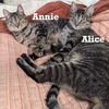 adoptable Cat in , NY named Alice & Annie-bonded pair