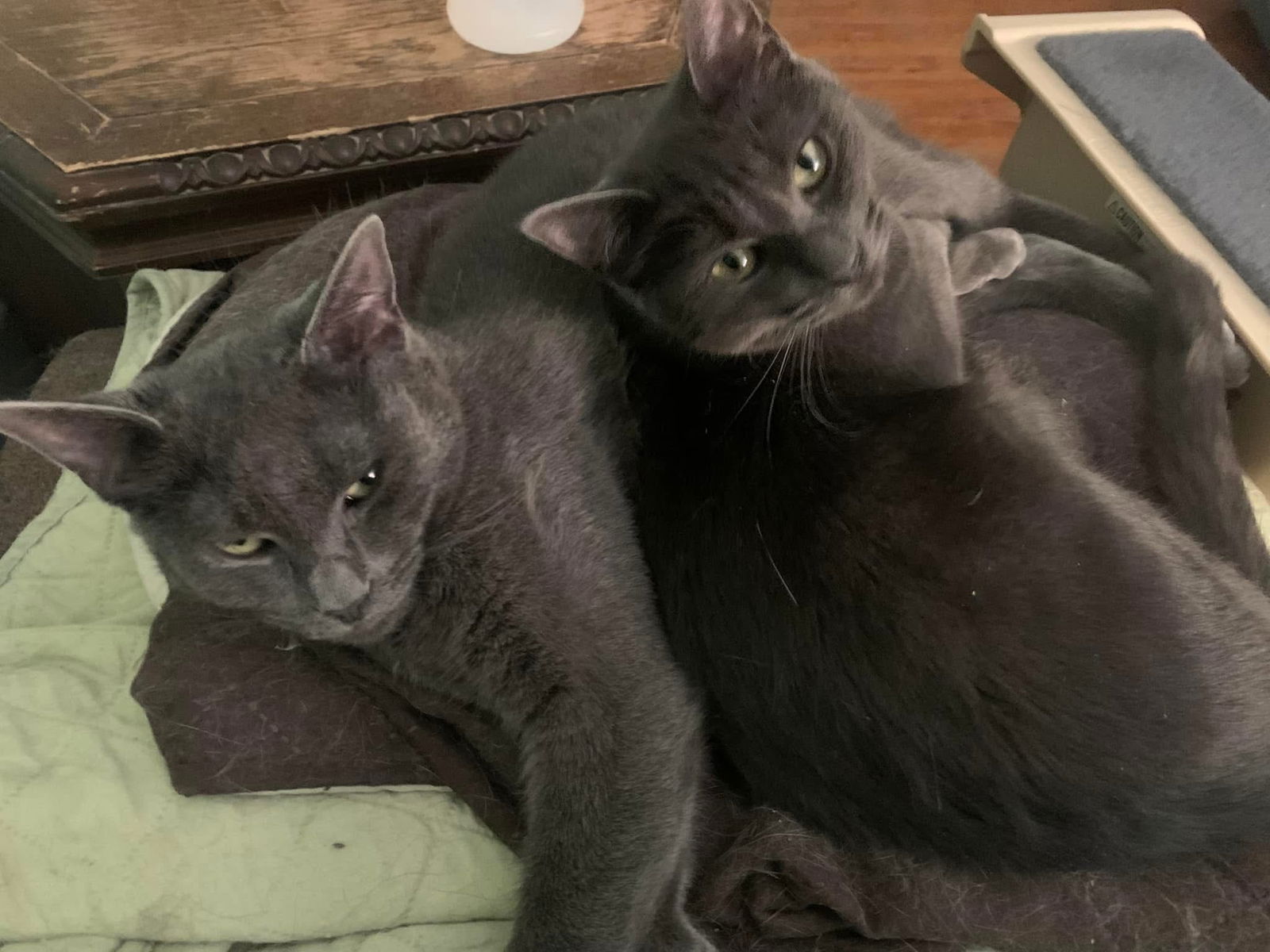 adoptable Cat in Rochester, NY named Rayne & Thunder- bonded pair