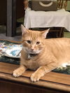 adoptable Cat in rochester, NY named Birdy