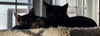 adoptable Cat in , NY named Cole & Cocoa- bonded pair