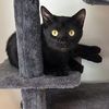 adoptable Cat in rochester, NY named Mia & Phantom- bonded pair