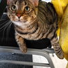 adoptable Cat in rochester, NY named Tommy