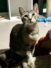 adoptable Cat in rochester, NY named Jax & Po