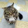 adoptable Cat in , NY named Dewey