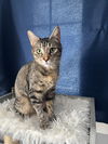 adoptable Cat in rochester, NY named Stella