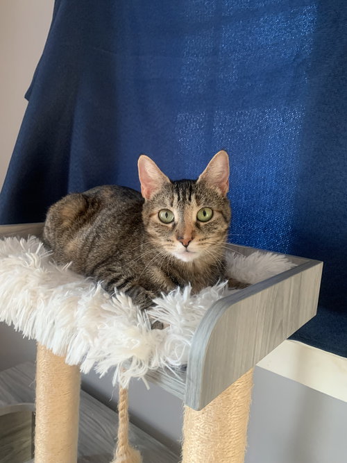 STELLA - Domestic Short Hair available for adoption