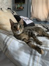 Stella - Photo 3