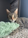 Stella - Photo 4