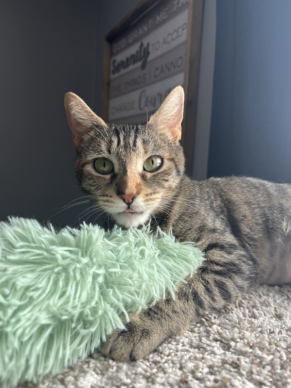 Stella