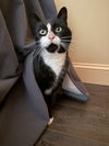 adoptable Cat in rochester, NY named Mel