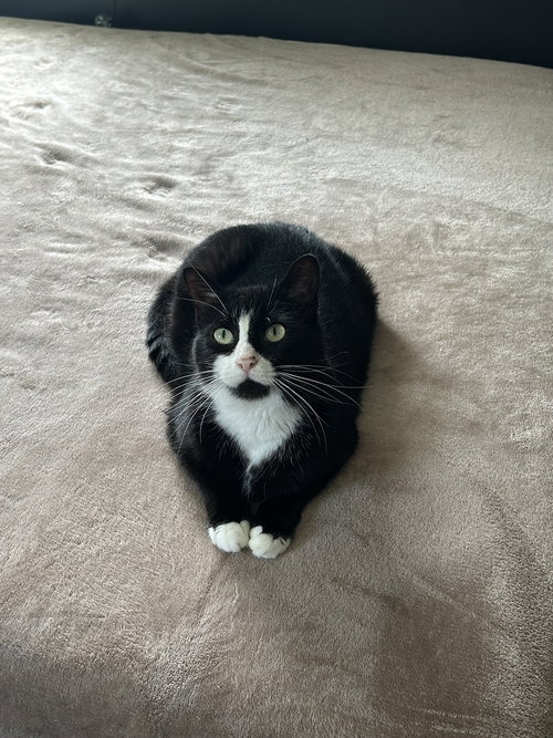 MEL - Domestic Short Hair available for adoption