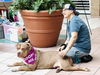 adoptable Dog in rochester, NY named Marley