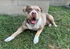 Marley - Photo 1
