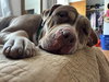 Marley - Photo 2
