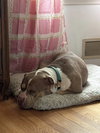 Marley - Photo 4