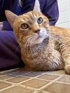 adoptable Cat in , NY named Dominic