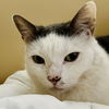adoptable Cat in rochester, NY named Jack
