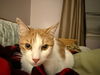 adoptable Cat in rochester, NY named Bubba