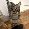 adoptable Cat in rochester, NY named Trooper