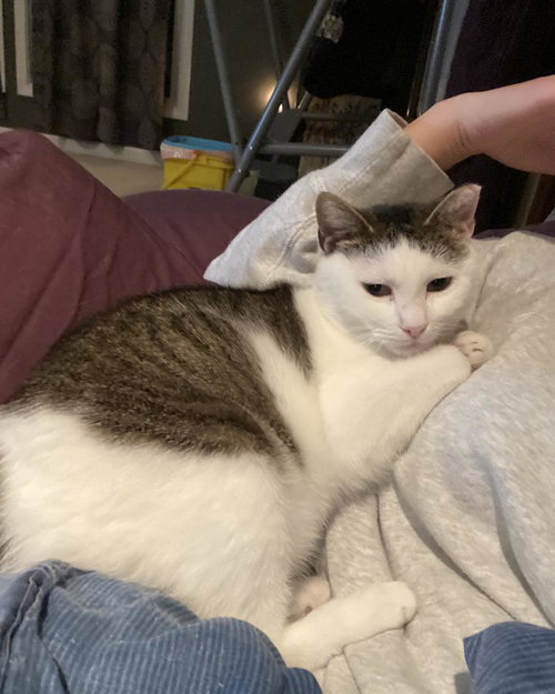picture of the cat needing adoption