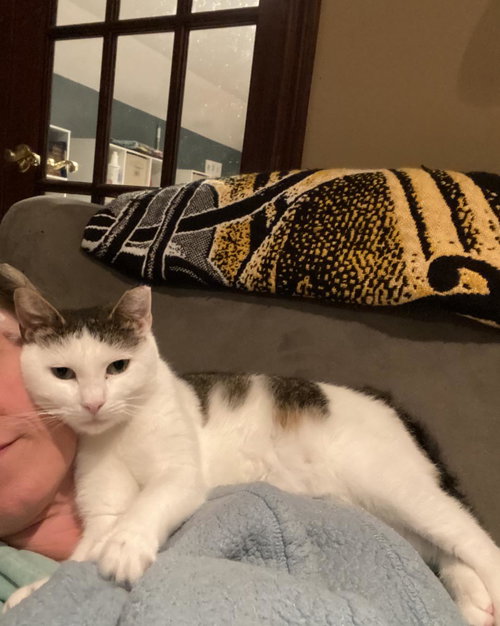 MANDY - Domestic Short Hair available for adoption