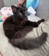 adoptable Cat in rochester, NY named Vladmir - Courtesy Post