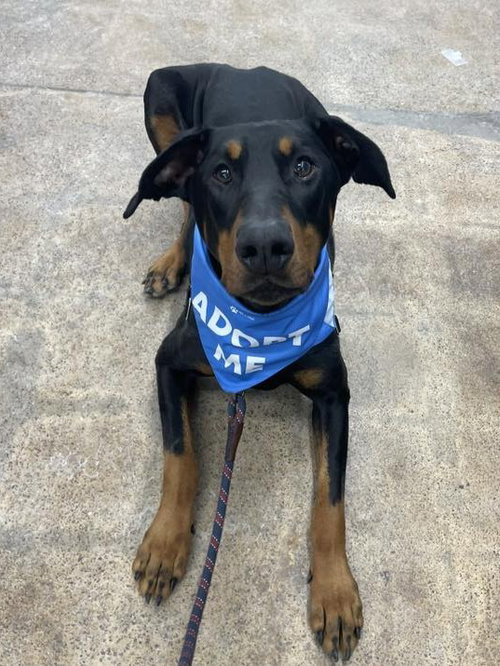 picture of the dog needing adoption