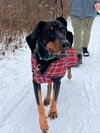 Diesel - Photo 2