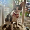 adoptable Cat in rochester, NY named Shy