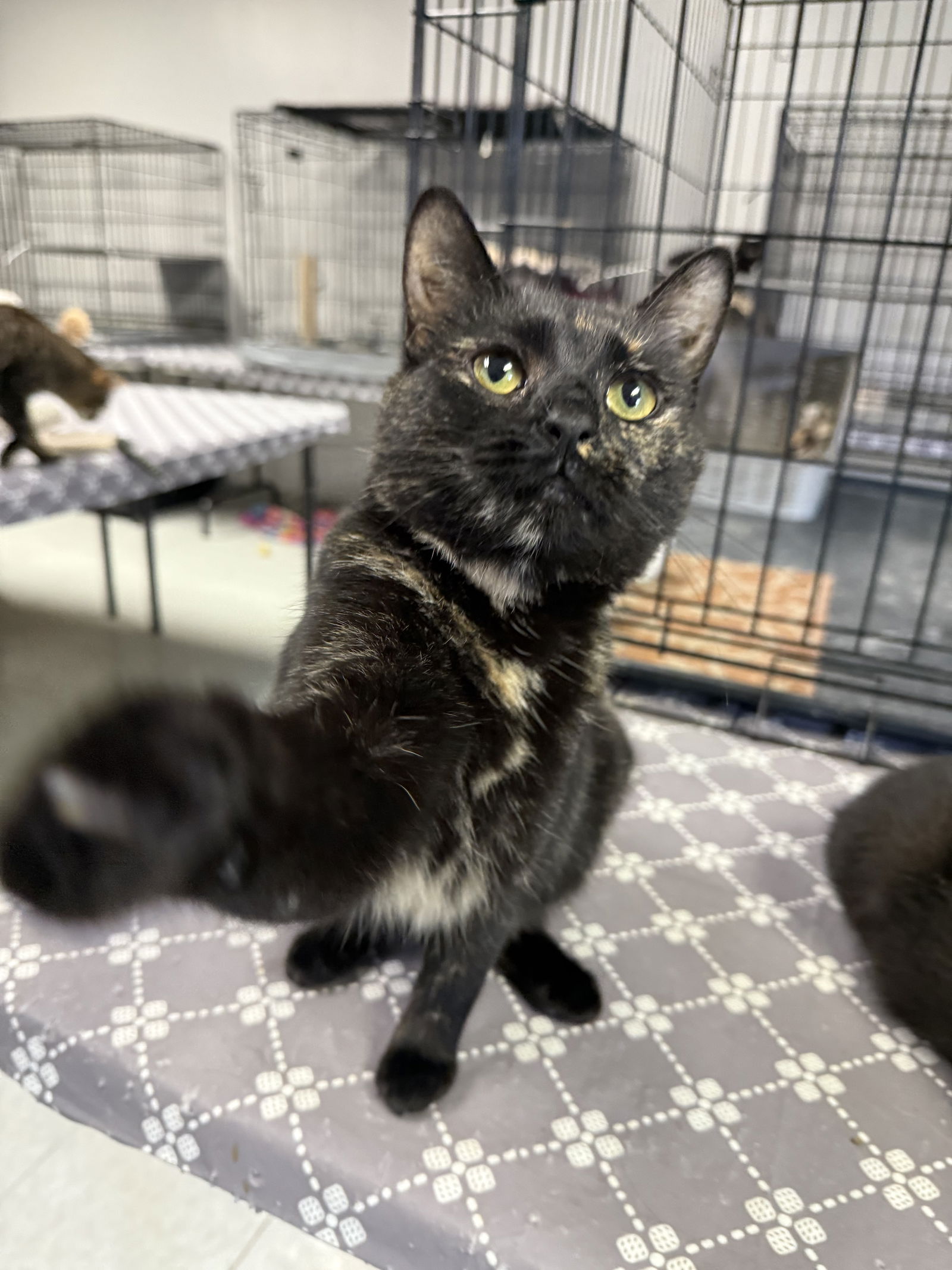 adoptable Cat in Rochester, NY named Rafaela