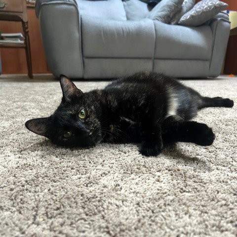 RAFAELA - Domestic Short Hair available for adoption
