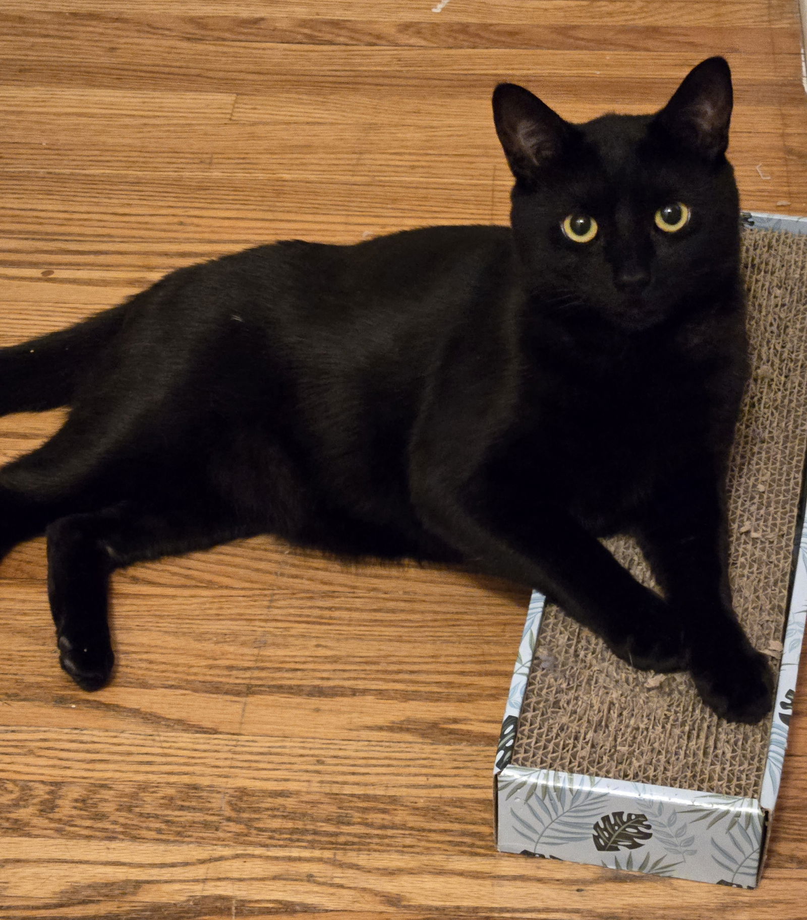 adoptable Cat in Rochester, NY named Atticus
