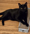 adoptable Cat in rochester, NY named Atticus
