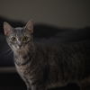 adoptable Cat in rochester, NY named Mama Goose