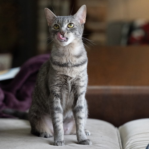 MAMA GOOSE - Domestic Short Hair available for adoption