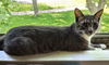 adoptable Cat in rochester, NY named Laken