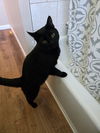 adoptable Cat in rochester, NY named Bucky