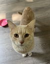 adoptable Cat in rochester, NY named Livingston